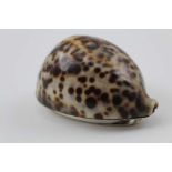 A GEORGE III SCOTTISH PROVINCIAL COWRIE SHELL SNUFF BOX, white metal mounted with hinged lid,