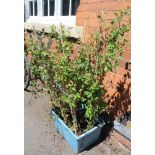 A SELECTION OF EIGHT HONEYSUCKLE PLANTS