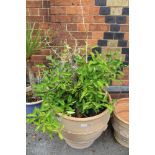 A LARGE TERACOTTA PLANTER containing an overtly spikey plant