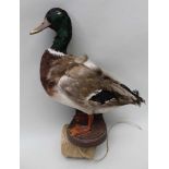 AN OPEN MOUNTED MALLARD on wall hanging shelf, standing approx 35cm high