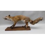 AN OPEN MOUNTED SNARLING FOX on plain rectangular wooden plinth, approx 96cm nose to tail