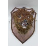 A SNARLING FOX MASK on oak shield back, 25cm deep