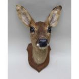 A SPECIMEN DEER HEAD mounted on an oak shield, 32cm deep