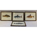 A SET OF FOUR COLOUR PRINTS OF FISH, with Latin inscriptions, 32cm x 45cm, framed, mounted & glazed