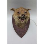 A FOX MASK, mounted on a shield back bearing the legend Cleobury North, 2hrs 2minutes 13th