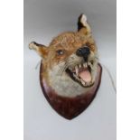 A SNARLING FOX MASK on wooden shield back, 26cm deep