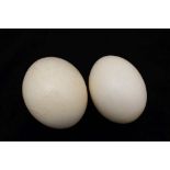 TWO OSTRICH EGGS