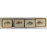 A SET OF FOUR COLOUR PRINTS OF CARP, embossed 'British Museum / Natural History' stamps, 18cm x 28cm