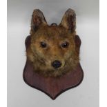 A FOX MASK mounted on wooden shield back, 22cm deep