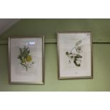 TWO DECORATIVE FLORAL PRINTS nicely mounted, glazed & framed