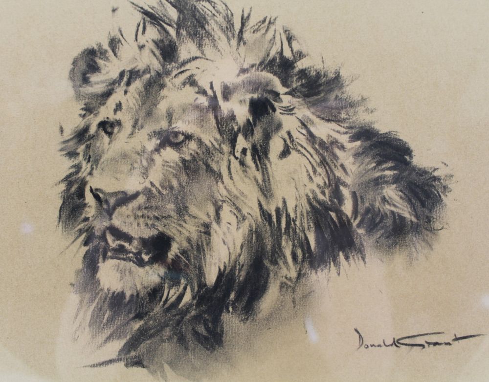 DONAL GRANT MBE (1924-2001) 'Study of a Lion', charcoal drawing, 20.5cm x 27.5cm, signed, framed, - Image 2 of 3