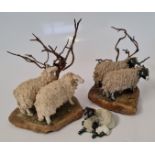 Two Stef figurine groups, two sheep in front of bare tree, heights approx. 20cm and 24cm, with