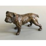 A cold painted bronze bulldog, after Franz Bergman, 8cm x 12cm. IMPORTANT: Online viewing and