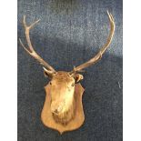 A taxidermy deer head with antlers on oak plaque. IMPORTANT: Online viewing and bidding only.