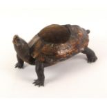 A late 19th Century taxidermy pin cushion in the form of a tortoise, raised up with head skyward,