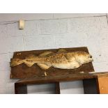 Taxidermy; Study of a Cod