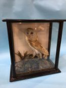 A glass cased model of a taxidermy owl