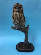 Taxidermy: Owl, 60cm height