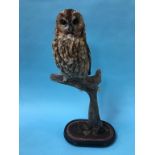 Taxidermy: Owl, 60cm height