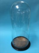 A large glass dome on wooden base, glass 55cm high