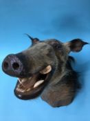 A taxidermy of an African Bush Pig head