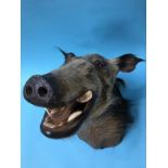 A taxidermy of an African Bush Pig head