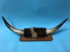 A pair of mounted horns