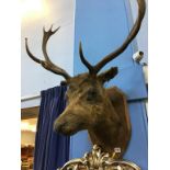 Taxidermy, an oak wall mounted Stag's head