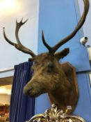 Taxidermy, an oak wall mounted Stag's head