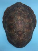 An unworked green sea Turtle shell, circa 1900, with CITES certificate, 50cm long