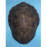 An unworked green sea Turtle shell, circa 1900, with CITES certificate, 50cm long