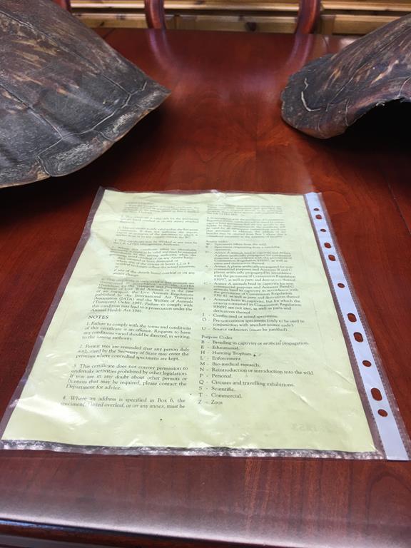 An unworked green sea Turtle shell, circa 1900, with CITES certificate, 66cm long - Image 3 of 3