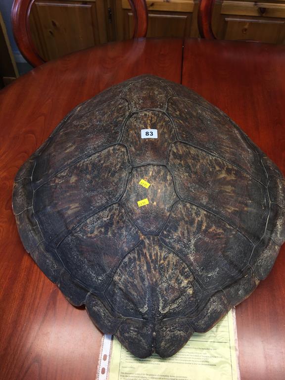 An unworked green sea Turtle shell, circa 1900, with CITES certificate, 66cm long