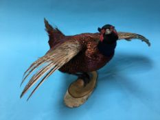 A Taxidermy Pheasant