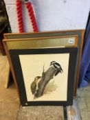 Three Ornithological watercolours, by Alan Parker