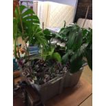 Two boxes of living house plants