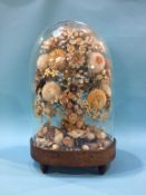 A Victorian shell floral display, under glass dome, on walnut stand