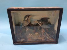 A taxidermy study of two Kingfishers