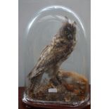 Early 20th century taxidermy owl with red squirrel