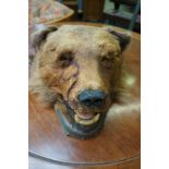 Taxidermy grizzly bears head, some damage and repa