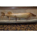 A cased taxidermy Pike, Width- 97cm