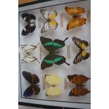 Cased Set of Butterflies/Moths? (Glass Cracked to