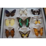 Cased Set of Butterflies/Moths? (Glass Cracked to