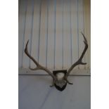 Mounted Set of Antlers - Approx 70cm Span