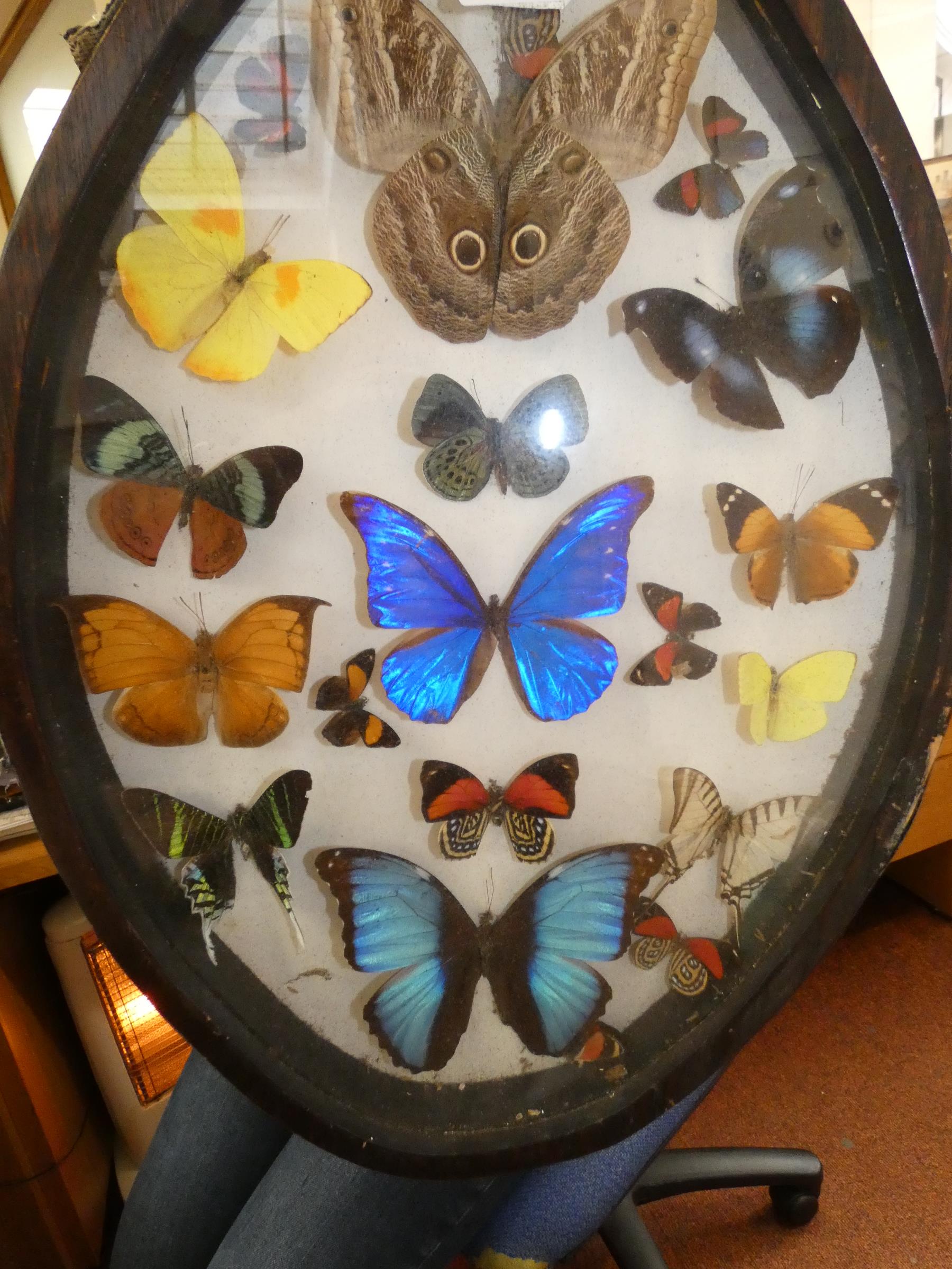 Collection of Cased Butterflies/Moths? - 47cm h