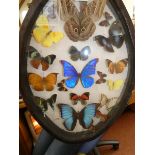 Collection of Cased Butterflies/Moths? - 47cm h