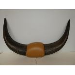 Pair of Buffalo Horns - 67cm span