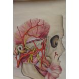 Large anatomical hand painted watercolour on paper