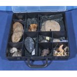 Boxed collection of ten fossils