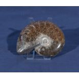 Whole Ammonite with stand, 8cm